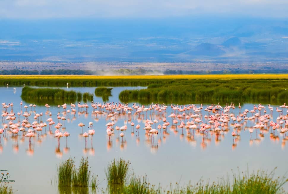amboseli national park attractions birdlife