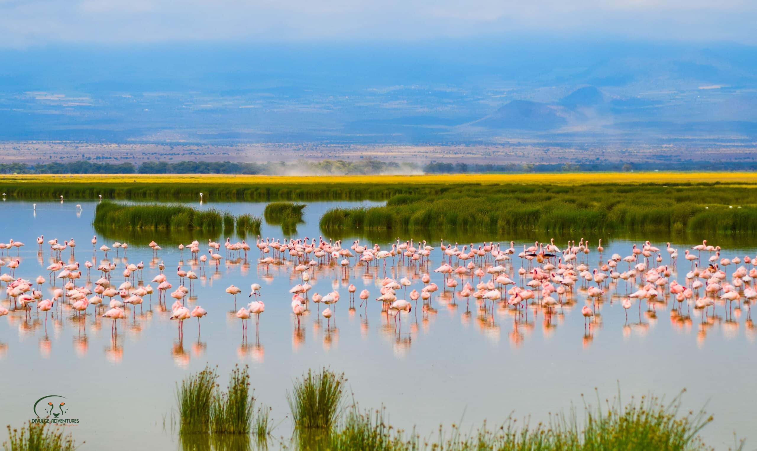 amboseli national park attractions birdlife