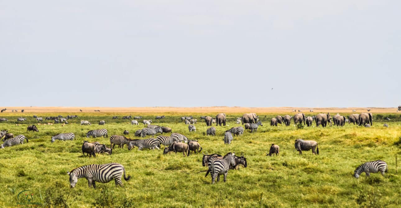 Mara Naboisho Conservancy