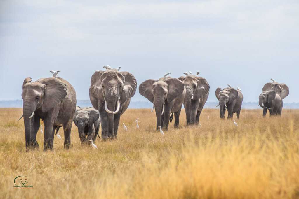 Mara Naboisho conservancy