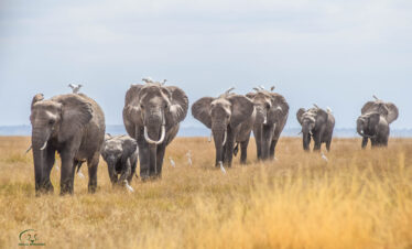 Mara Naboisho conservancy