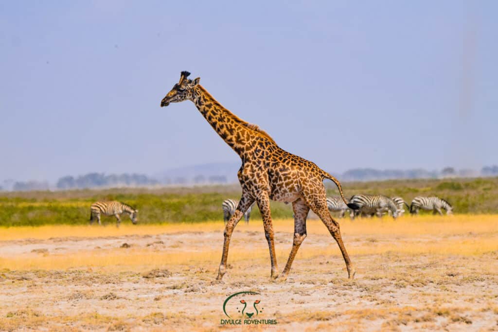 Ol Kinyei Conservancy Kenya