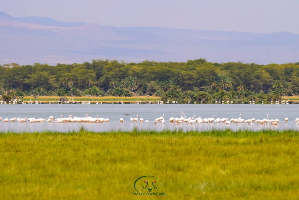 divulge_adventures_safari_amboseli national park attractions accacia trees