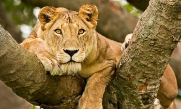 Queen-Elizabeth-National-Park