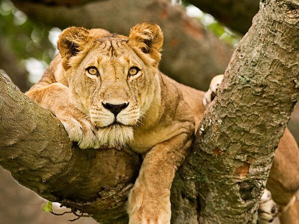 Queen-Elizabeth-National-Park