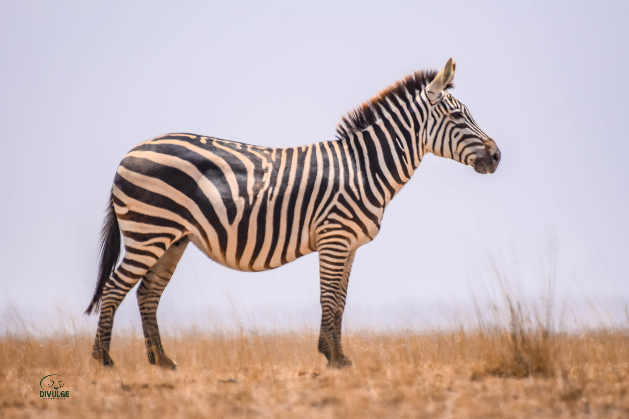 Lemek Conervancy Safari