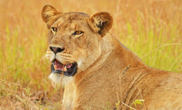 lion-in-queen-elizabeth-national-park
