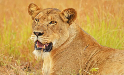 lion-in-queen-elizabeth-national-park