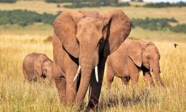 The Big Five