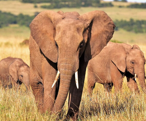The Big Five