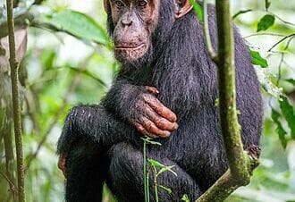 Gorilla and Chimpanzee Trekking Safari