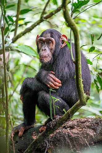 Gorilla and Chimpanzee Trekking Safari