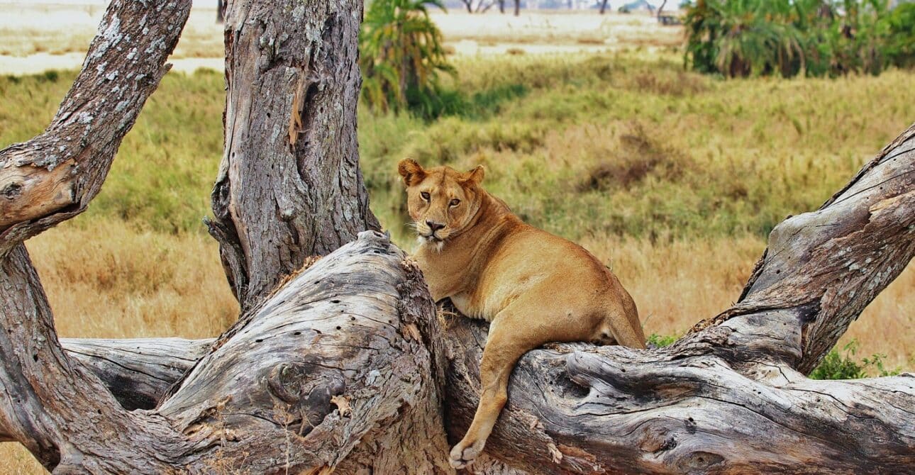 Julius Nyerere National Park