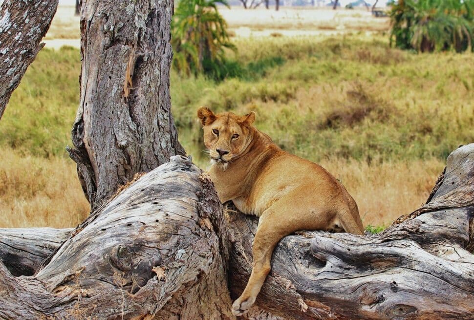Julius Nyerere National Park