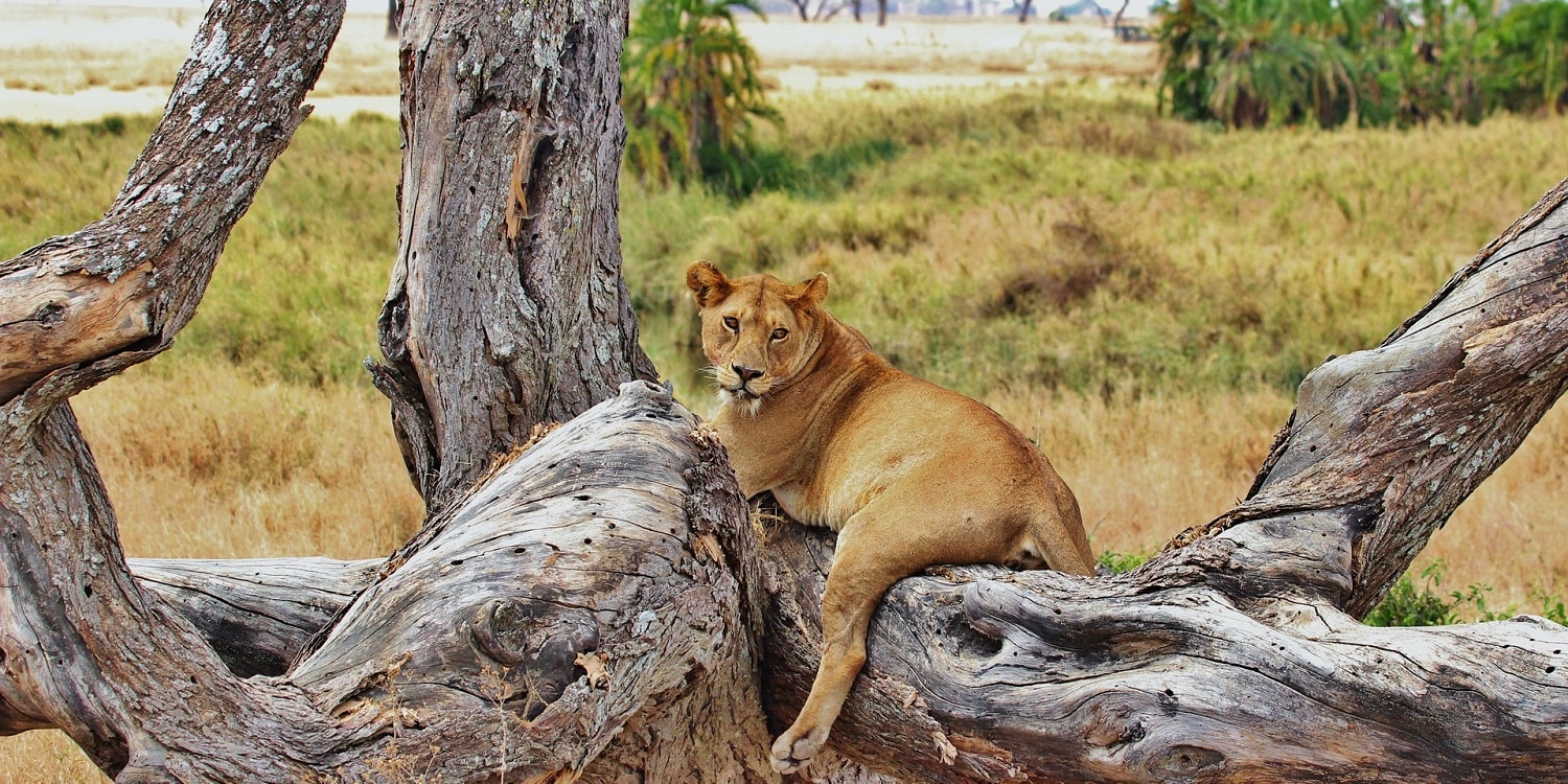 Julius Nyerere National Park