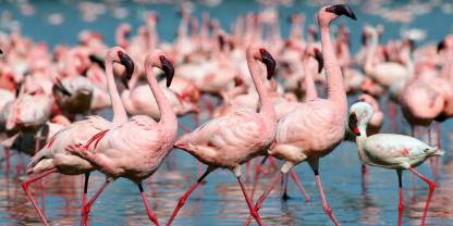 lake nakuru-national-park