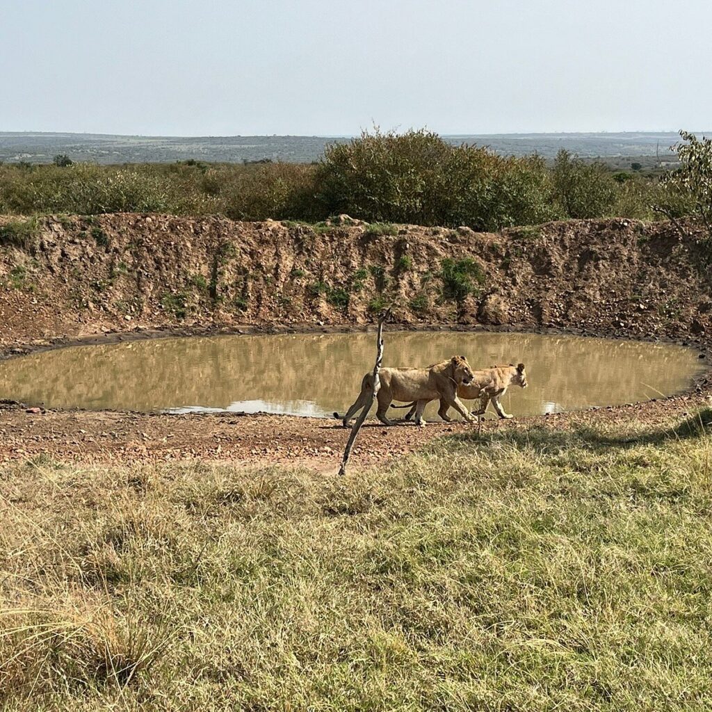 Nashulai Masai Conservancy
