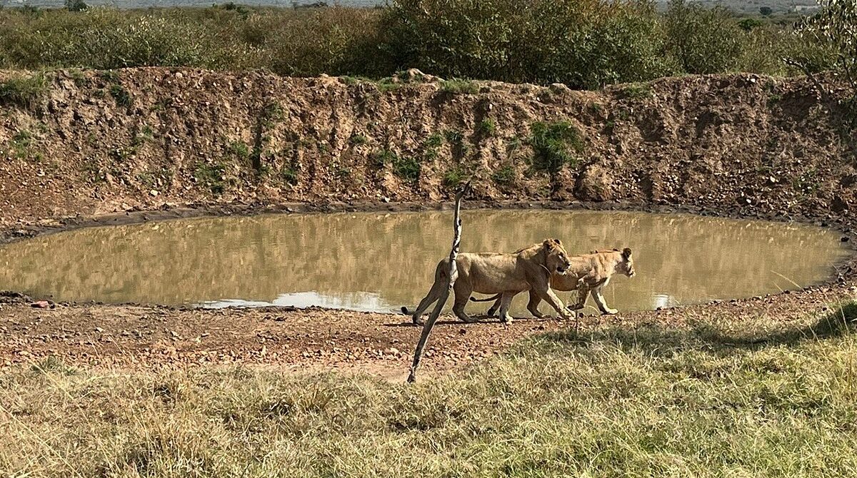 Nashulai Masai Conservancy