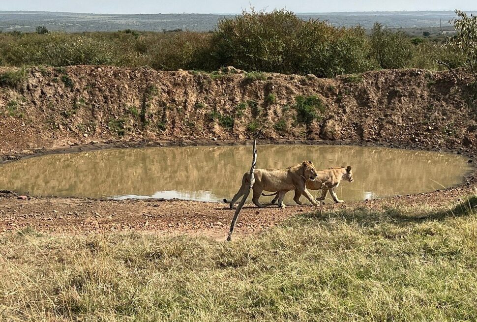 Nashulai Masai Conservancy