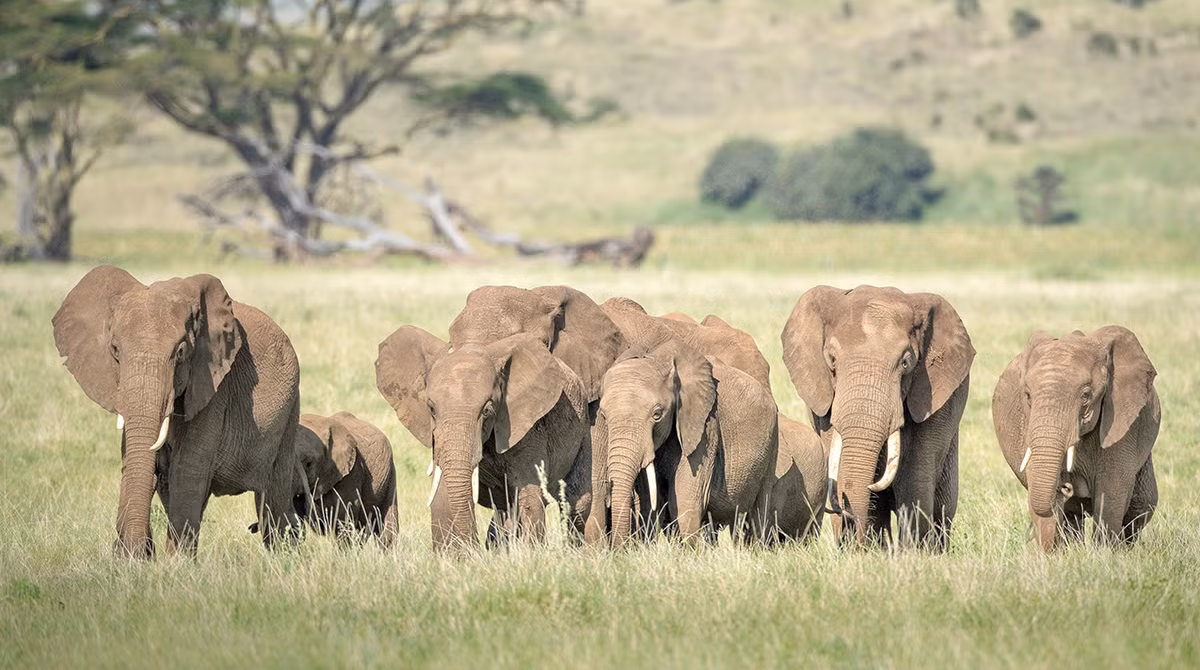 Tarangire National Park Elephant Walking Safari: Discover Tanzania’s Hidden Paradise Beyond Tourist Crowds