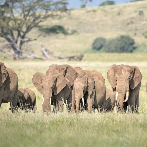 Tarangire National Park Elephant Walking Safari