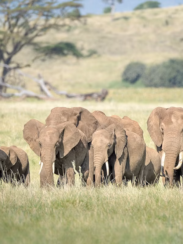 Tarangire National Park Elephant Walking Safari