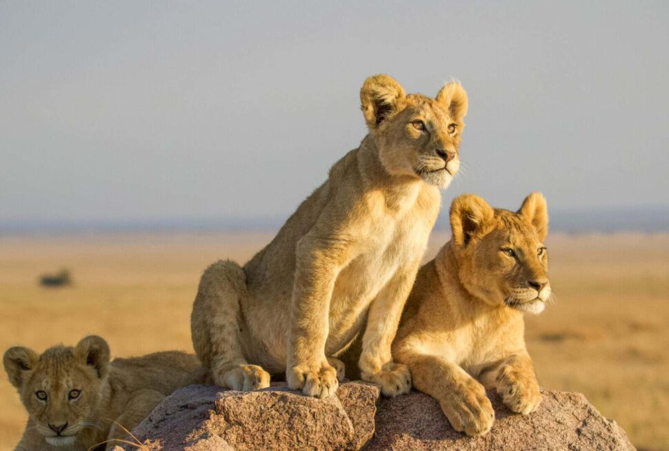 masai mara Triangle