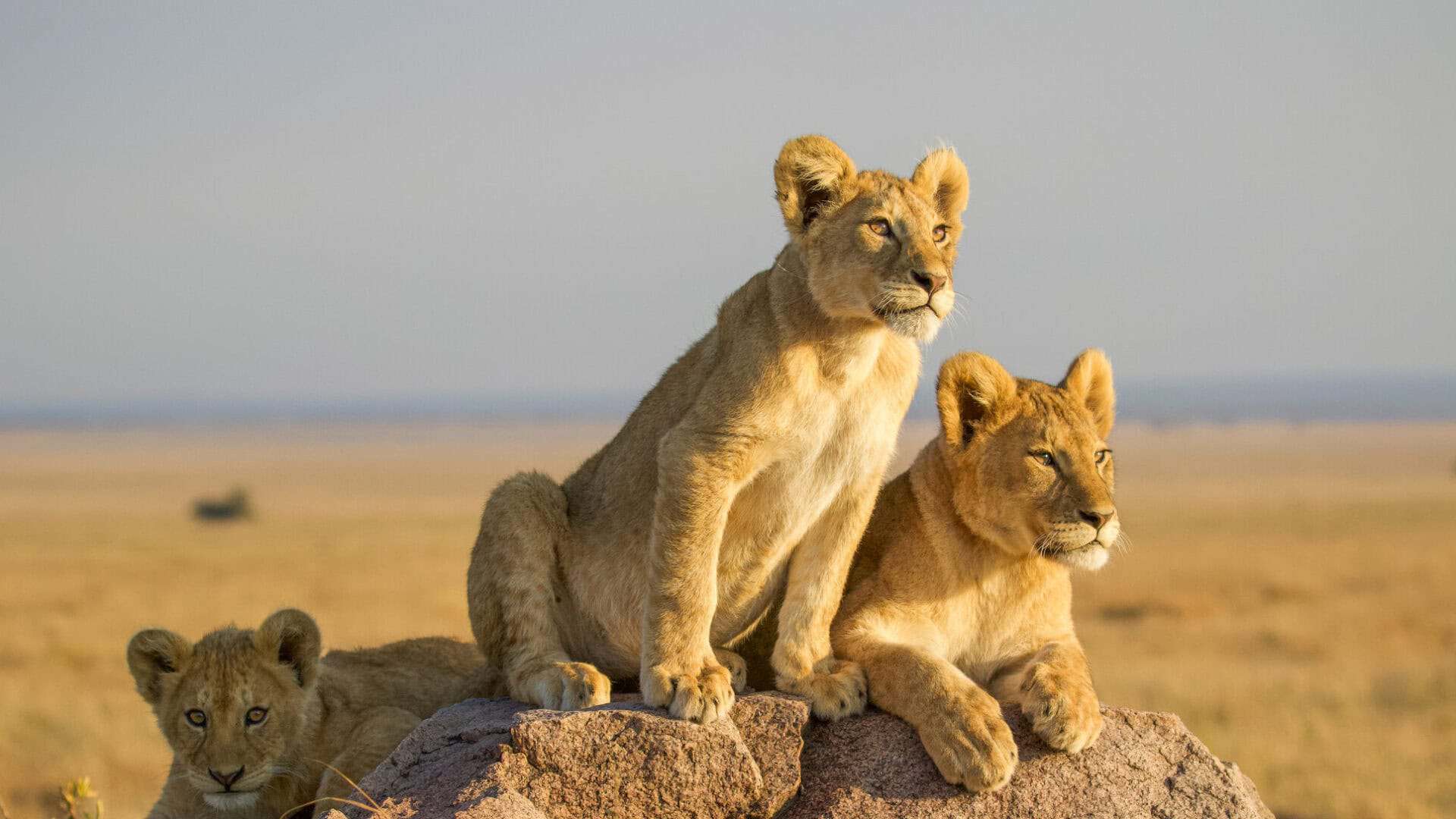 masai mara Triangle