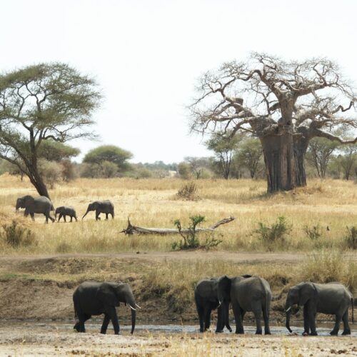 Elephants at a waterhole with baobab trees in Tanzania