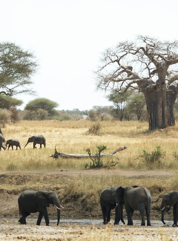 Elephants at a waterhole with baobab trees in Tanzania