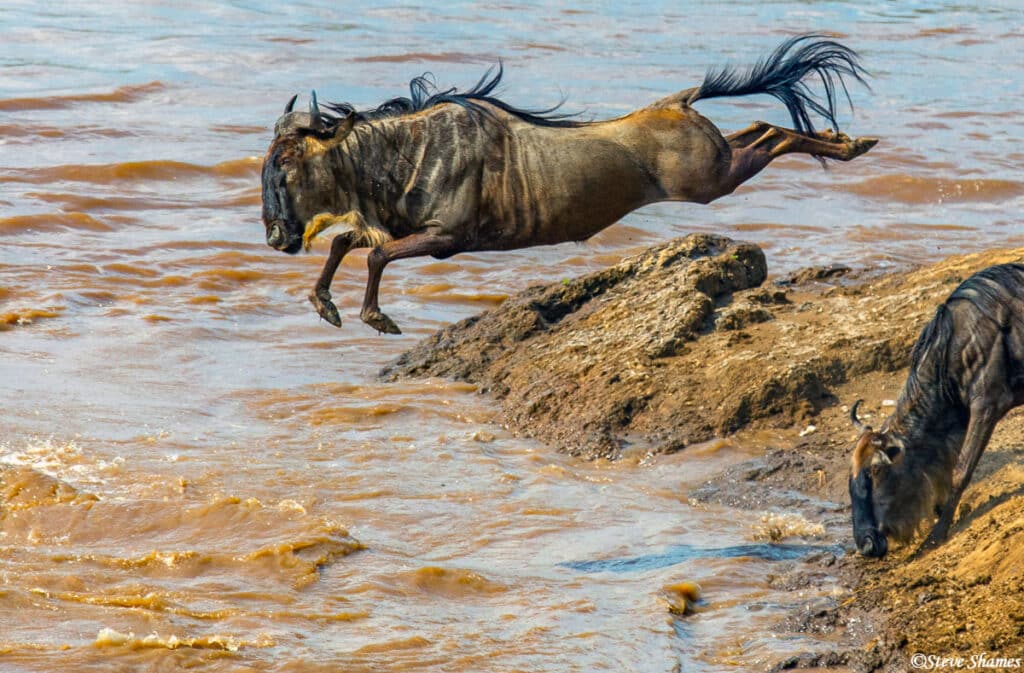 Mara North Conservancy safari