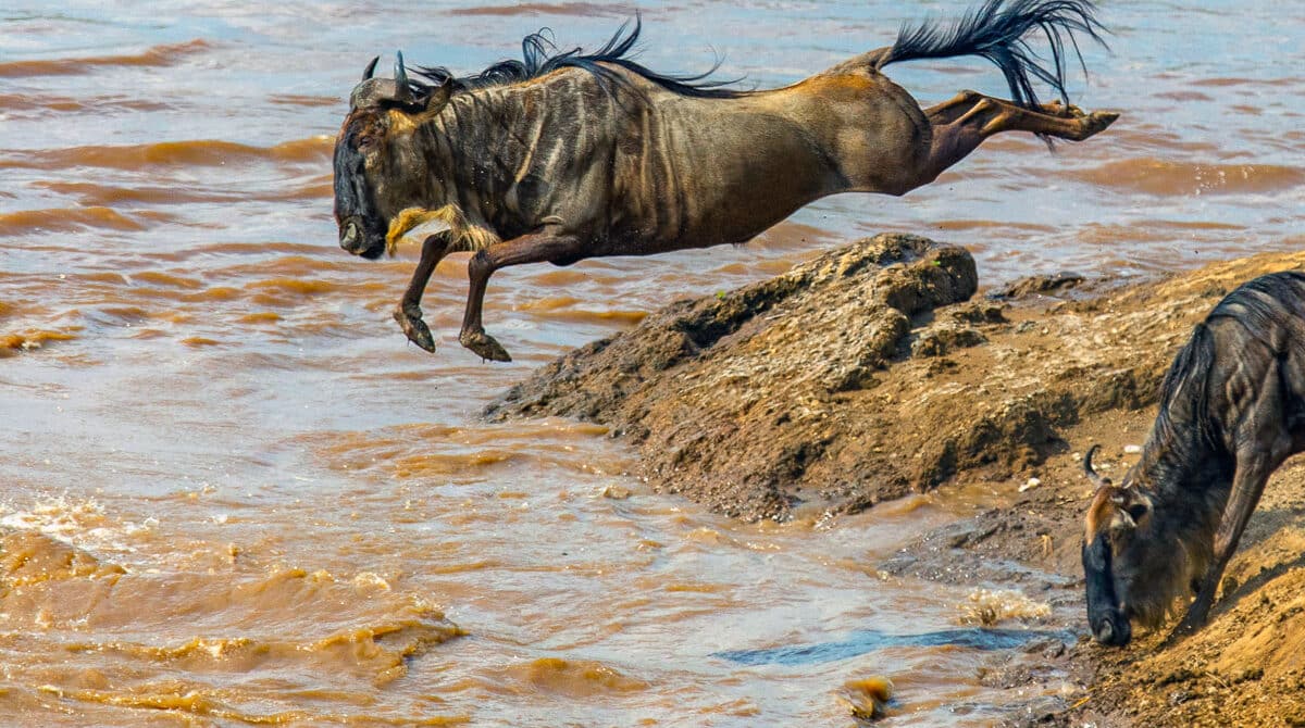 Best Time to Visit Masai Mara