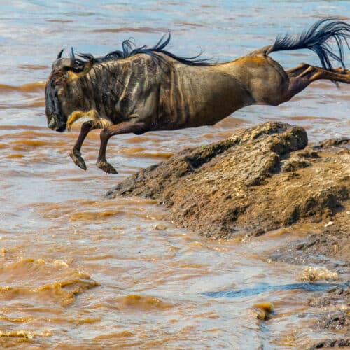 Magical Tanzania Wildebeest Migration Safari