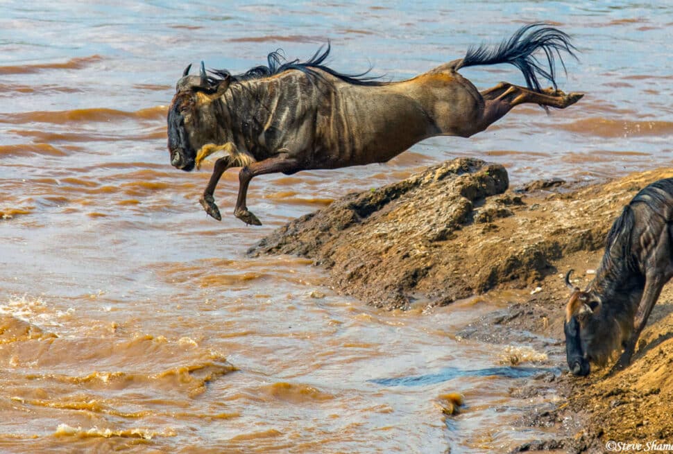 Magical Tanzania Wildebeest Migration Safari