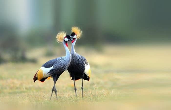 Two elegant grey-crowned cranes standing.