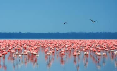 Flamingos at Lake Nakuru National Park, Kenya
