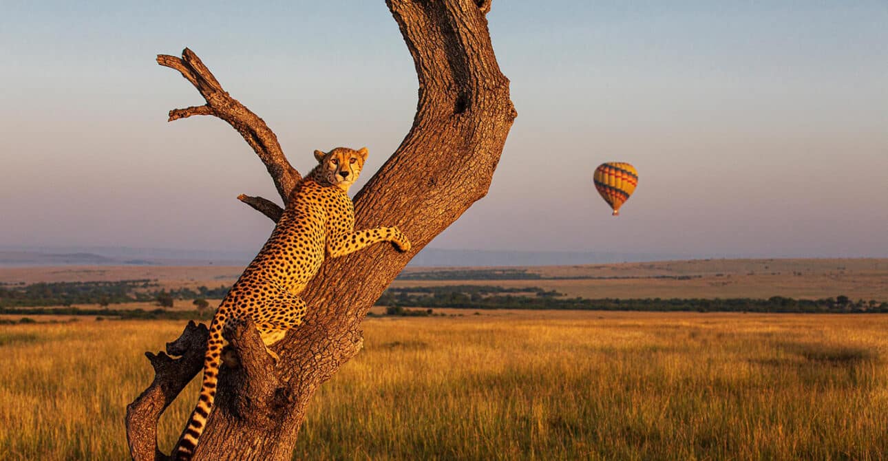 Reserve vs. Conservancy: Which Masai Mara Safari Experience is Best?