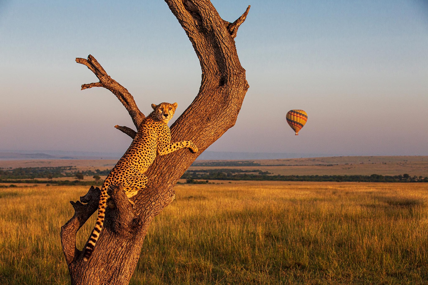 Masai Mara National Reserve
