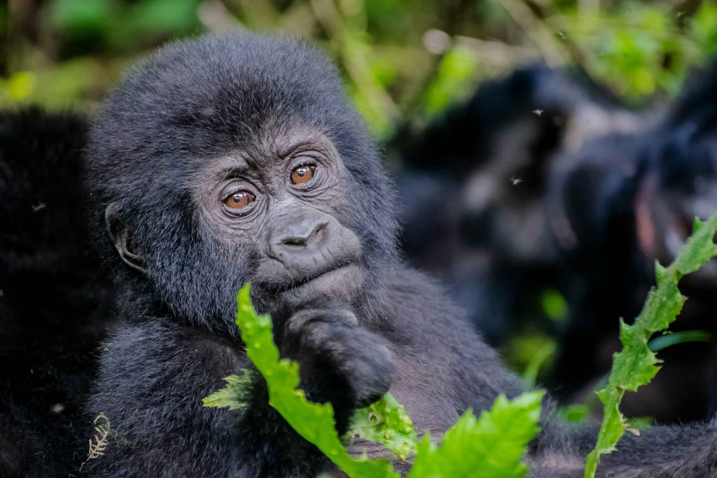 Uganda trekking Uganda gorilla trekking