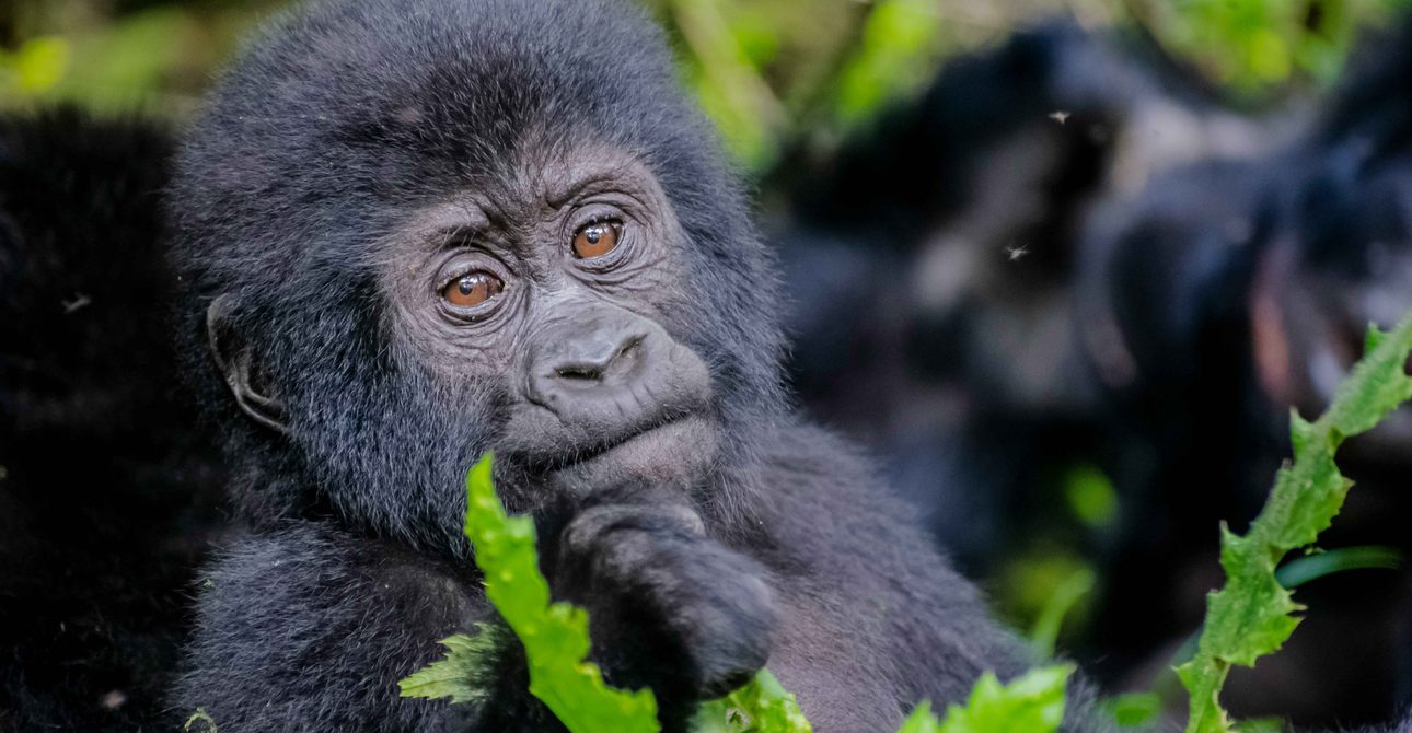 Weighing Up Kenya vs Uganda Safari Options? Start With the Animals on Your List