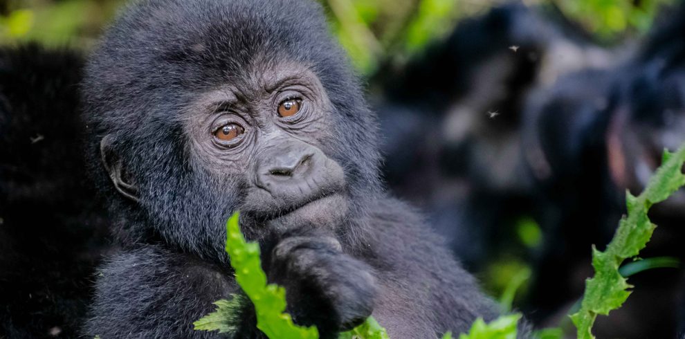 uganda gorillas best attractions in Uganda..