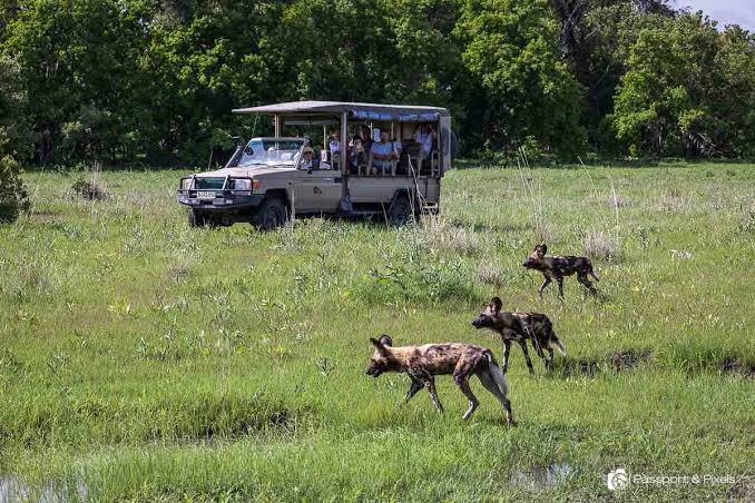 Botswana in January – on safari in Botswana
