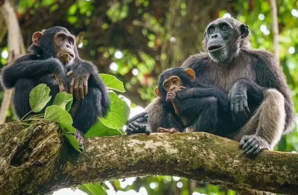 Chimpanzee Trekking Mahale Mountains National Park: A Thrilling Encounter with Tanzania’s Wild Primates