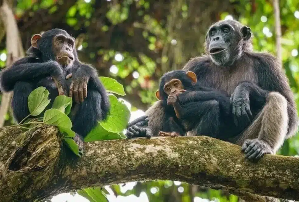 chimpanzee trekking mahale mountains national park
