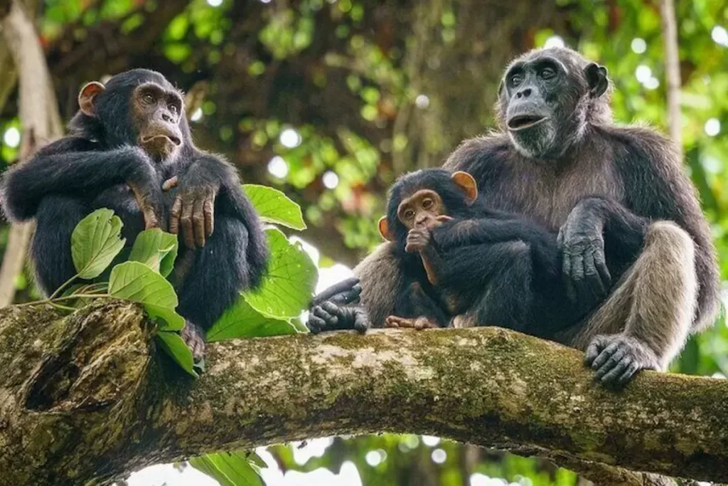 chimpanzee trekking mahale mountains national park