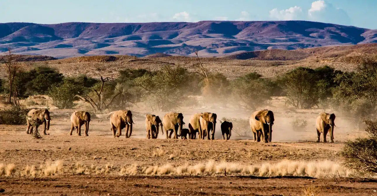 Namibia Safari Tips: 101 Essential Things to Know Before You Go