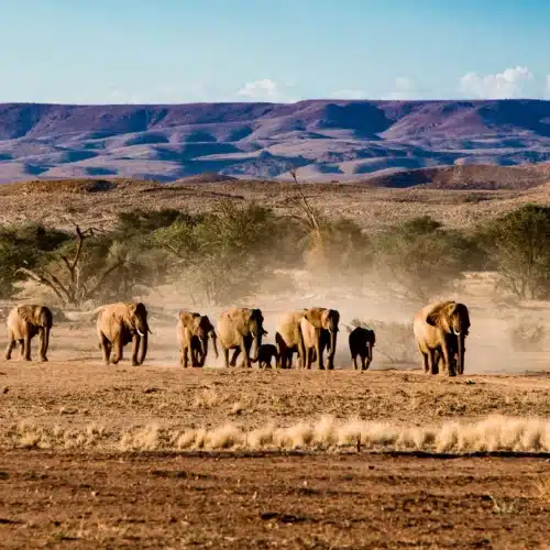 Etosha national park-namibia safari tips