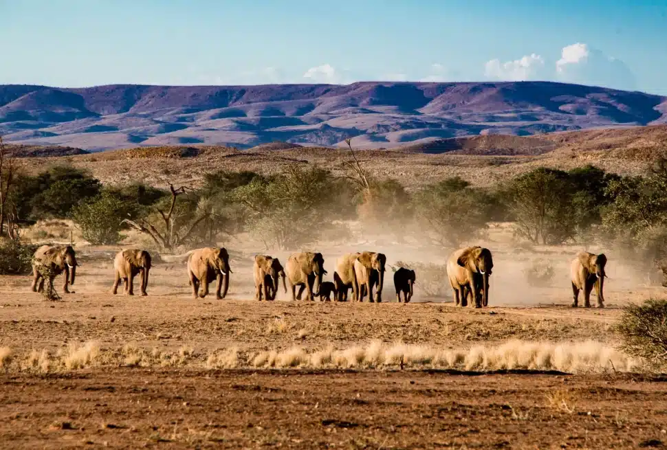 Etosha national park-namibia safari tips