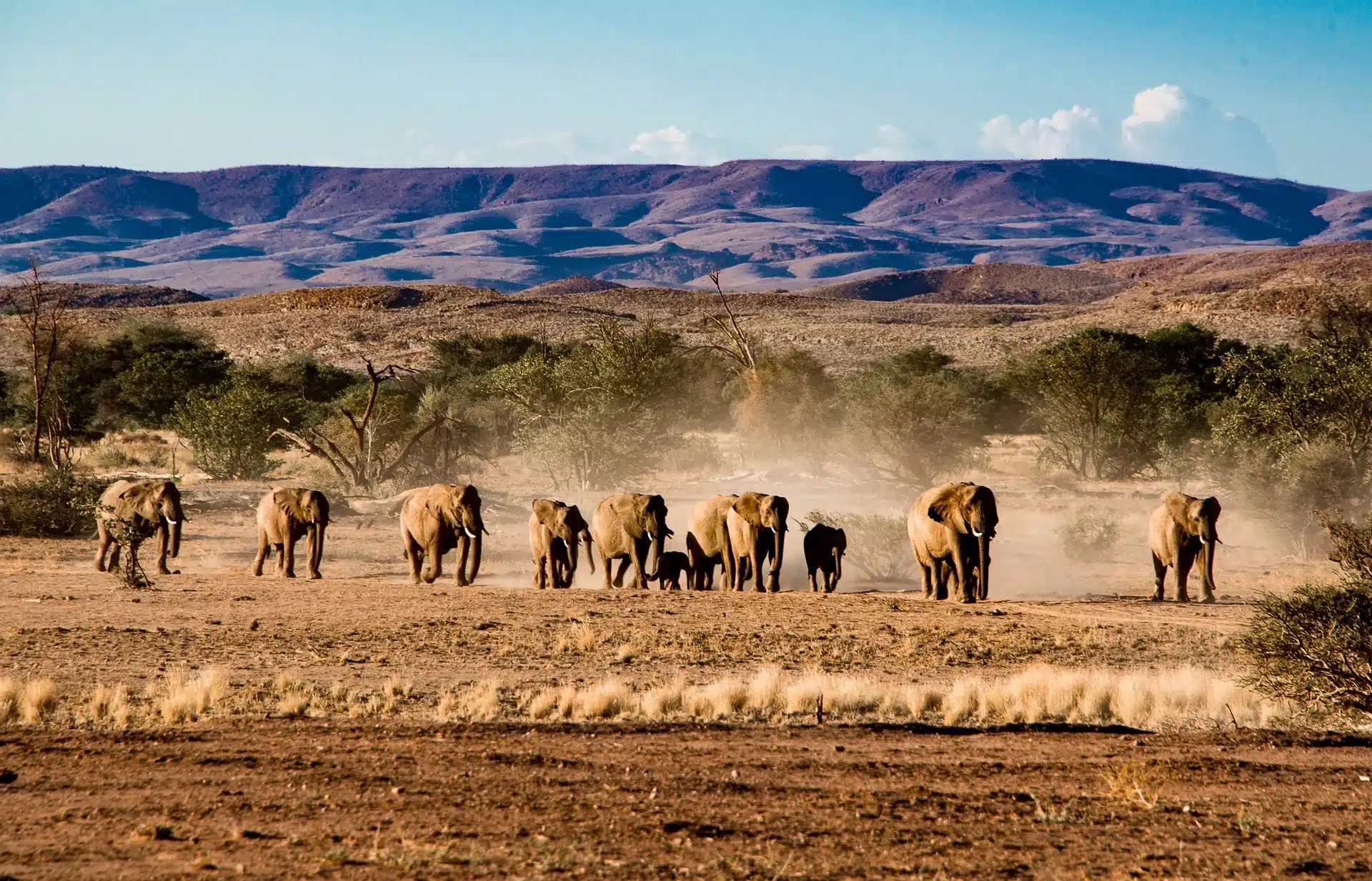 Etosha national park-namibia safari tips