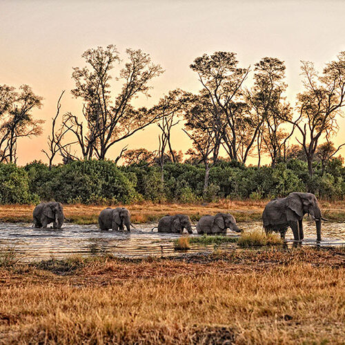 Botswana safari